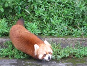 Free Red Panda Pictures