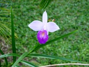 Free Spring Flowers Pictures