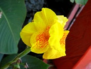 Free Spring Flowers Pictures