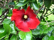 Free Spring Flowers Pictures