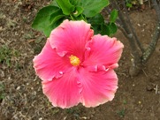 Free Spring Flowers Pictures