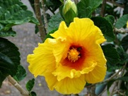 Free Spring Flowers Pictures