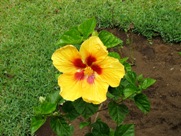 Free Spring Flowers Pictures