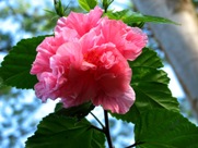 Free Spring Flowers Pictures