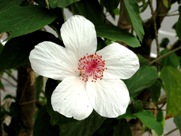 Free Spring Flowers Pictures