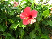 Free Spring Flowers Pictures