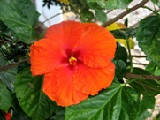 Free Spring Flowers Pictures