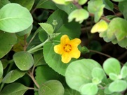 Free Spring Flowers Pictures