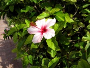 Free Spring Flowers Pictures