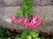 Free Spring Flowers Pictures