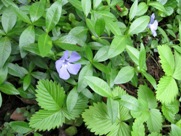 Free Spring Flowers Pictures