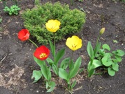 Free Spring Flowers Pictures