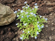 Free Spring Flowers Pictures