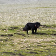 Free Tibetan Dogs Pictures