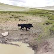 Free Tibetan Dogs Pictures