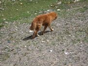 Free Tibetan Dogs Pictures