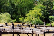 Birds in Delta Tigre