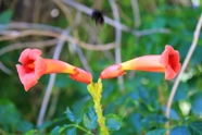 Nature in Delta Tigre next to Buenos Aires 
