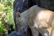 Free White Lions Pictures