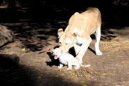 Free White Lions Pictures