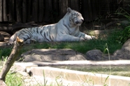 Free White Tigers Pictures