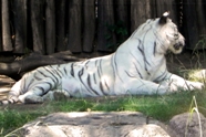 Free White Tigers Pictures