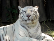 Free White Tigers Pictures