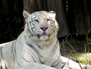 Free White Tigers Pictures