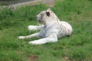 Free White Tigers Pictures