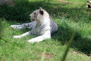 Free White Tigers Pictures