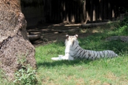 Free White Tigers Pictures