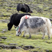 Free Yaks Tibet Animal Pictures