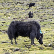 Free Yaks Tibet Animal Pictures
