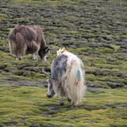 Free Yaks Tibet Animal Pictures
