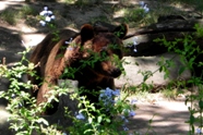 Free Zoo Buenos Aires Pictures