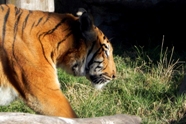 Free Zoo Buenos Aires Pictures