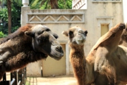 Free Zoo Buenos Aires Pictures