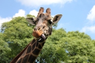Free Zoo Buenos Aires Pictures