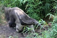 Free Zoo Buenos Aires Pictures