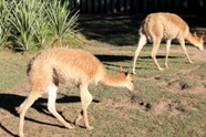 Free Zoo Buenos Aires Pictures