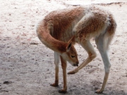 Free Zoo Buenos Aires Pictures