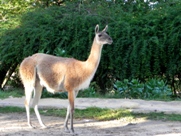 Free Zoo Buenos Aires Pictures