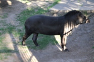 Free Zoo Buenos Aires Pictures