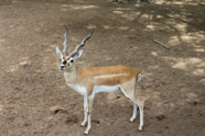 Free Zoo Buenos Aires Pictures