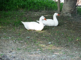 goose