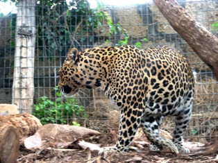 Free Leopards Pictures