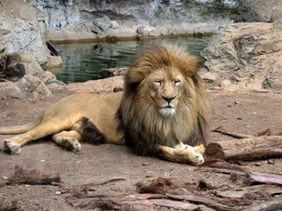 lion