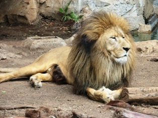 lion