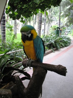 parrot picture
