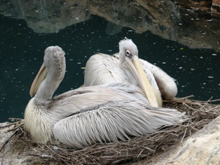 pelican